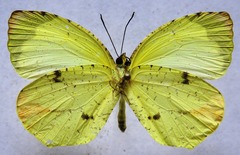 Abaeis xantochlora xantochlora