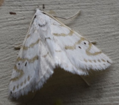 Schoenobiinae