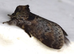 Notodontella ferrifusa
