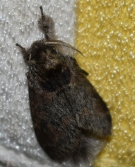 Notodontella ferrifusa