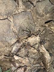 Macrostemum carolina