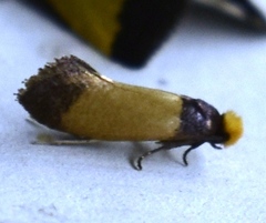 Perissomasticinae