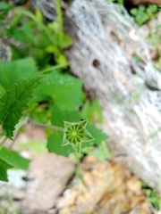 Anoda maculata