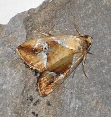 Maliattha separata