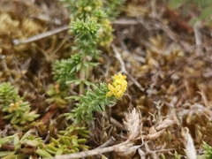 Galium arenarium