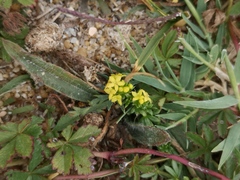 Galium arenarium