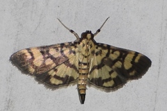 Pardomima distortana