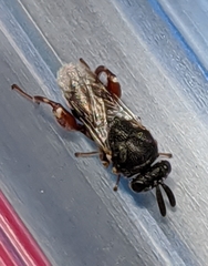 Brachymeria podagrica