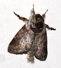Notodontella ferrifusa