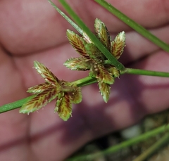 Cyperus bipartitus
