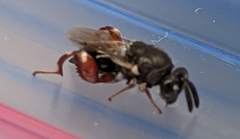 Brachymeria podagrica