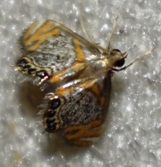 Nymphicula