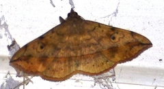 Anticarsia irrorata