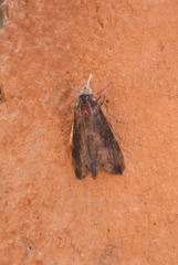 Erinnyis crameri