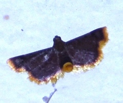 Hypsopygia postflava