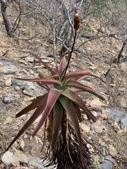 Aloe spicata