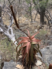 Aloe spicata