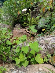 Anoda maculata
