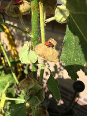 Pyrrhocoris apterus