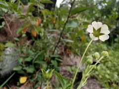 Anoda maculata