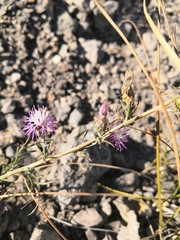 Centaurea odessana