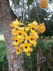 Dendrobium fimbriatum