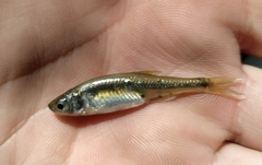 Leucaspius delineatus