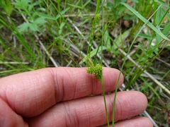 Carex viridula viridula
