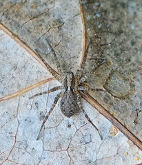 Lycosidae