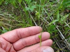 Carex viridula viridula