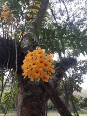 Dendrobium fimbriatum