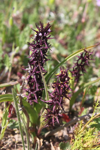 Wurmbea marginata