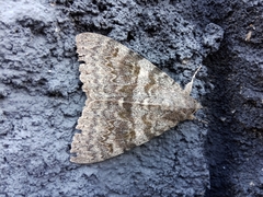 Catocala deducta