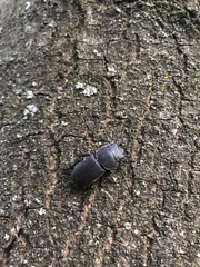 Dorcus parallelipipedus