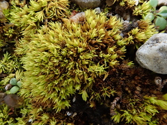 Tortella inclinata