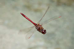 Sympetrum costiferum