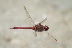 Sympetrum costiferum