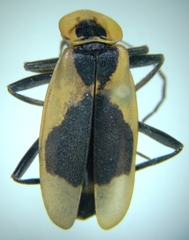 Chauliognathus distinguendus