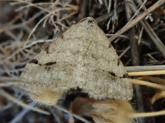 Digrammia denticulata