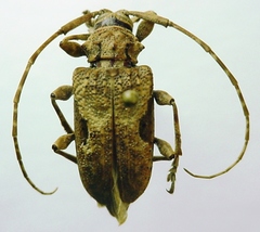 Lagocheirus obsoletus