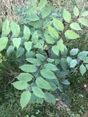 Fraxinus excelsior