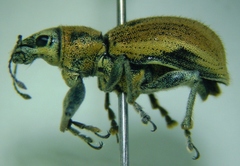 Naupactus femoratus