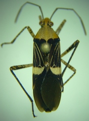 Hypselonotus lineatus