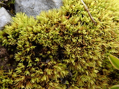 Tortella inclinata