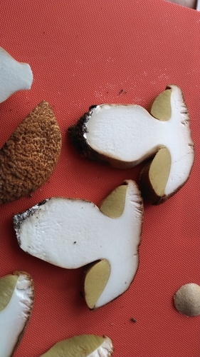 Boletus edulis