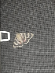 Catocala
