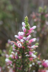 Erica perspicua perspicua