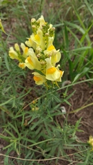 Linaria vulgaris