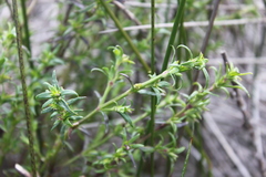 Carpacoce spermacocea