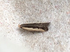 Dichomeris serrativittella